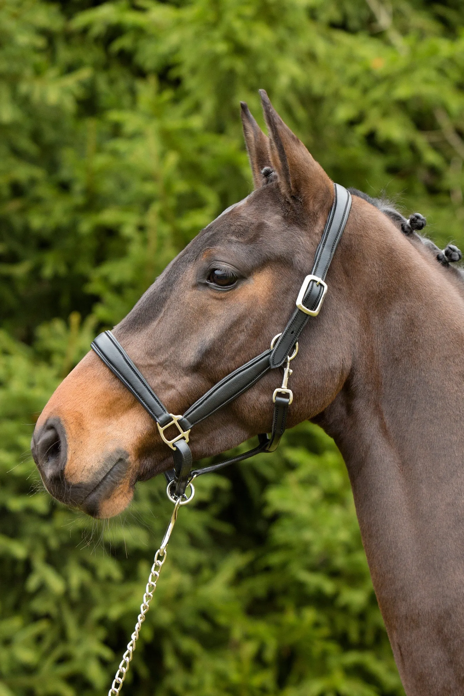 Kieffer Ultrasoft® Leder-Stallhalfter* Halfter