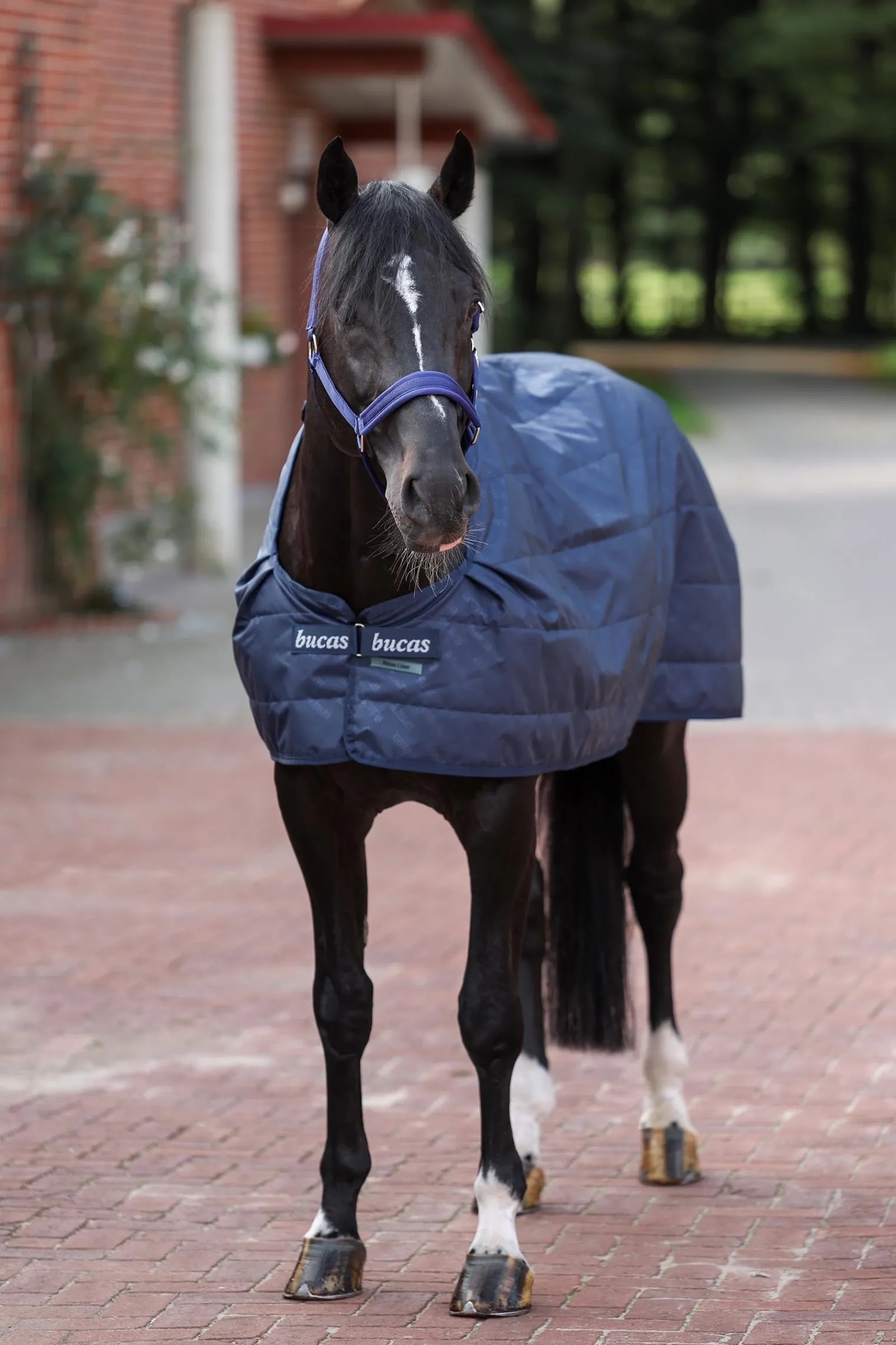 Bucas Unterdecke, 100 g* Stall- & Unterdecken