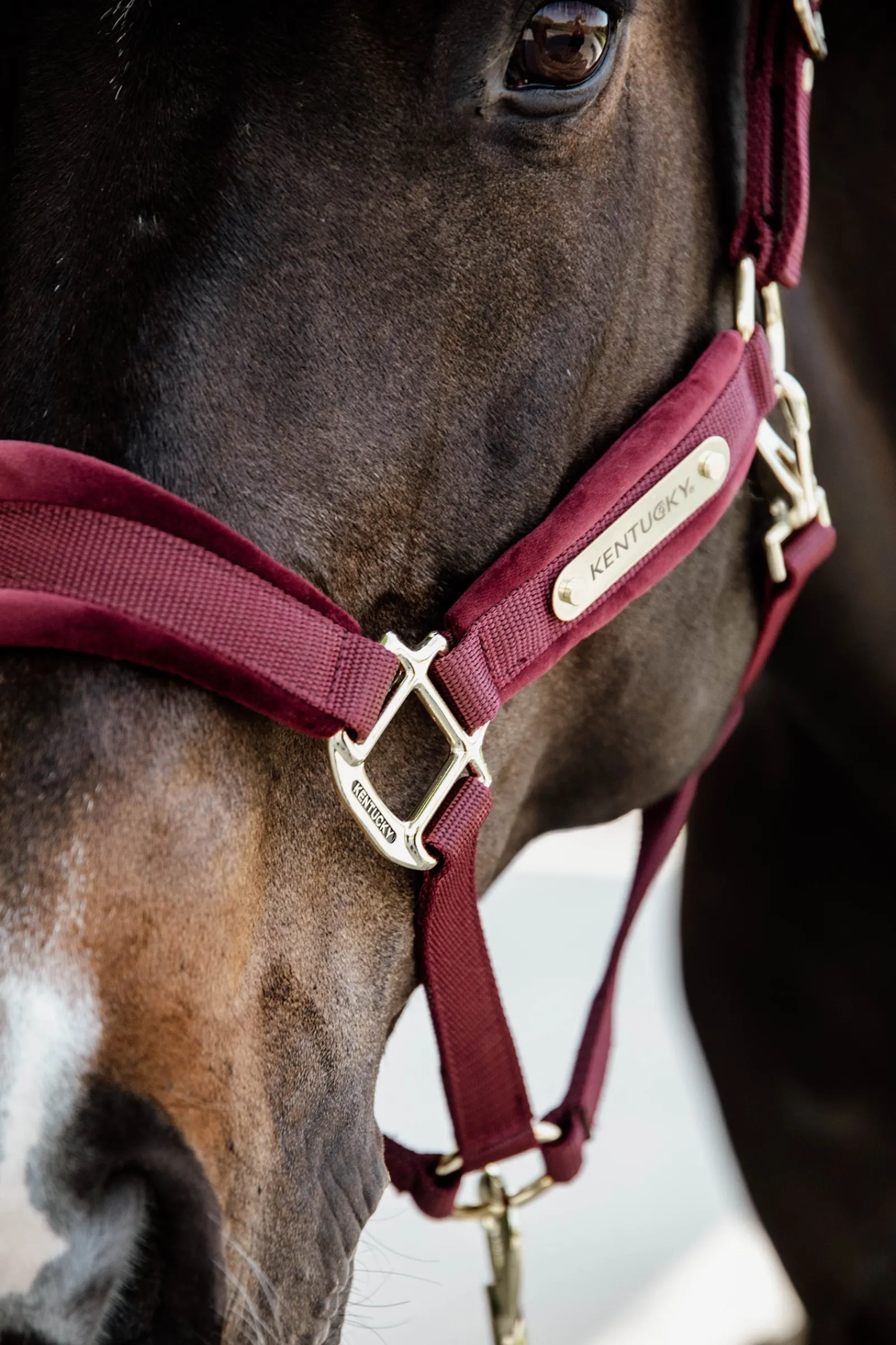 Kentucky Horsewear Velvet Halfter* Halfter