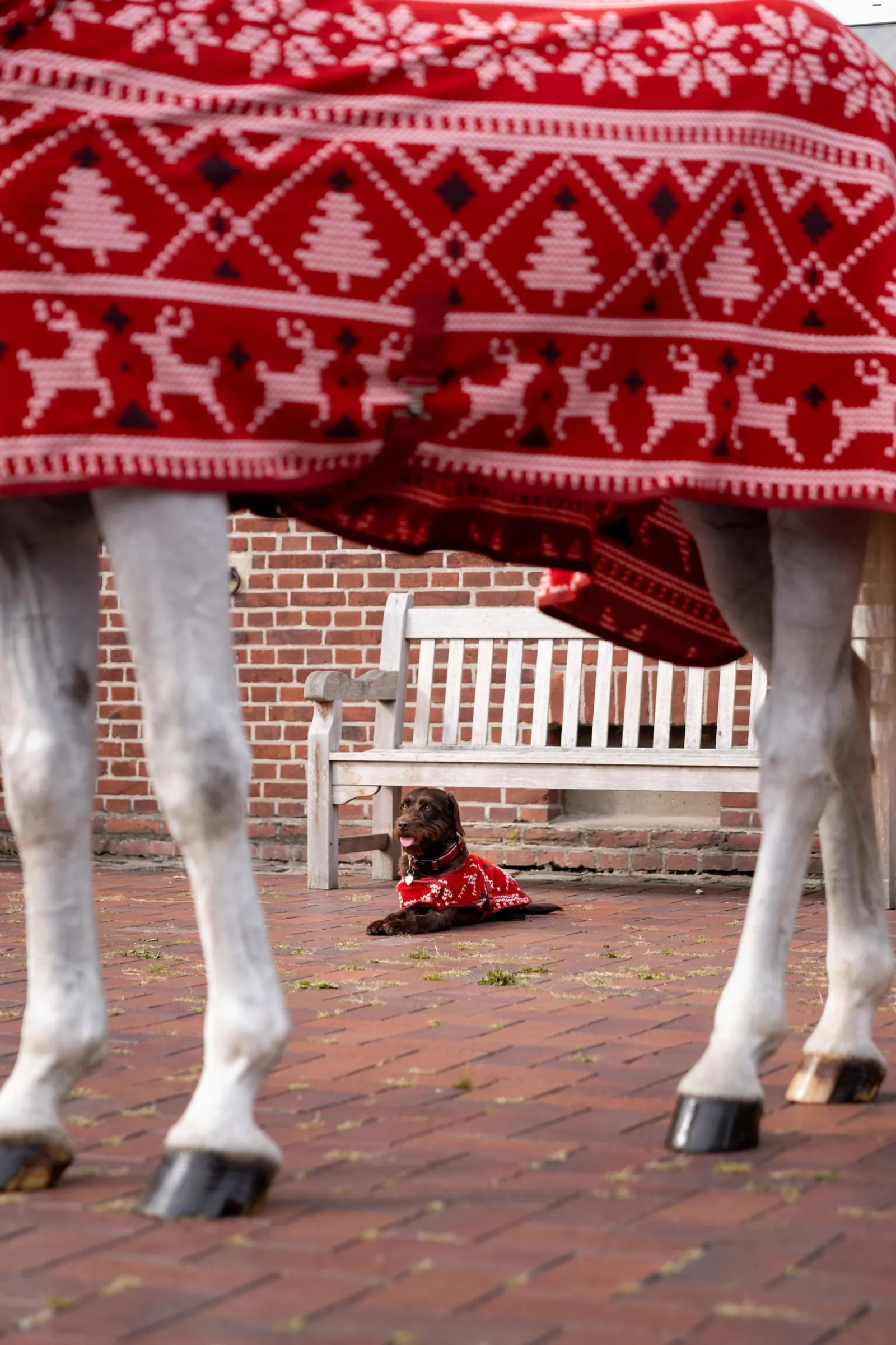 Horze Weihnachts-Pullover für Pferde* Abschwitzdecken